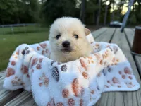 Cooper, a male Pomeranian for sale in Midville, GA – 3 of 3