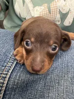 Turner, a male Miniature Dachshund for sale in Midville, GA – 2 of 3