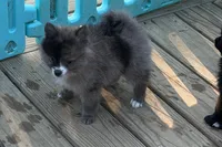 Jelly Bean, a female Pomeranian for sale in Midville, GA – 6 of 8