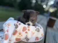 Jelly Bean, a female Pomeranian for sale in Midville, GA – 3 of 6