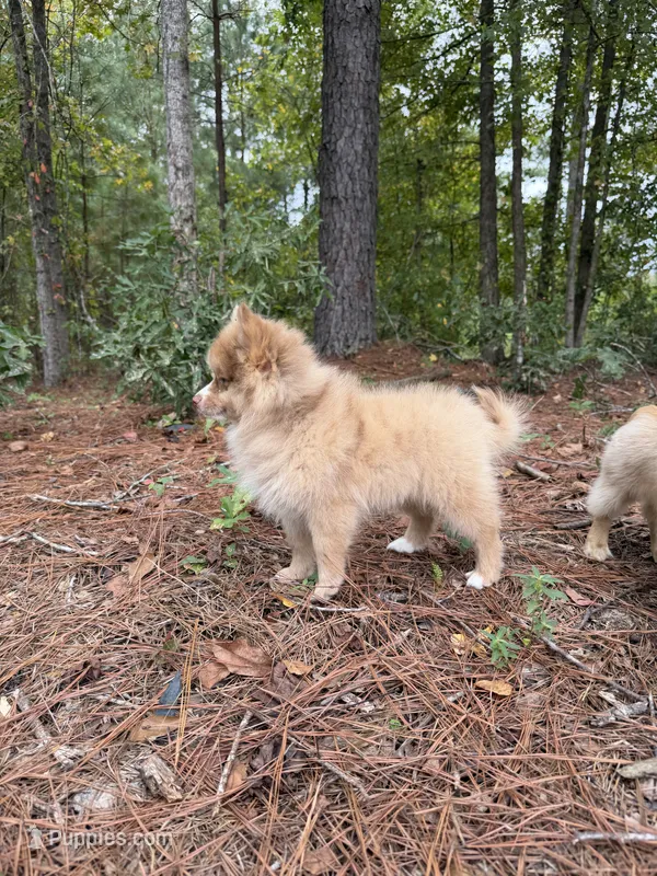 Cello – Pomeranian puppy for sale in Midville, GA