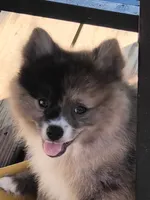 Jelly Bean, a female Pomeranian for sale in Midville, GA – 2 of 8