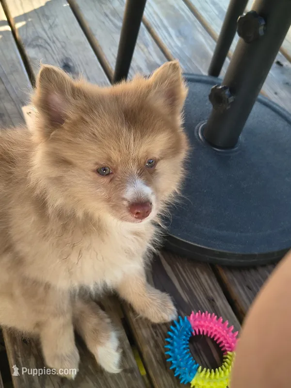 Cello – Pomeranian puppy for sale in Midville, GA