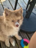 Cello, a female Pomeranian for sale in Midville, GA – 1 of 9