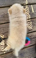 Cooper, a male Pomeranian for sale in Midville, GA – 4 of 7