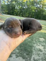 Gus, a male Miniature Dachshund for sale in Midville, GA – Photo 2 of 4