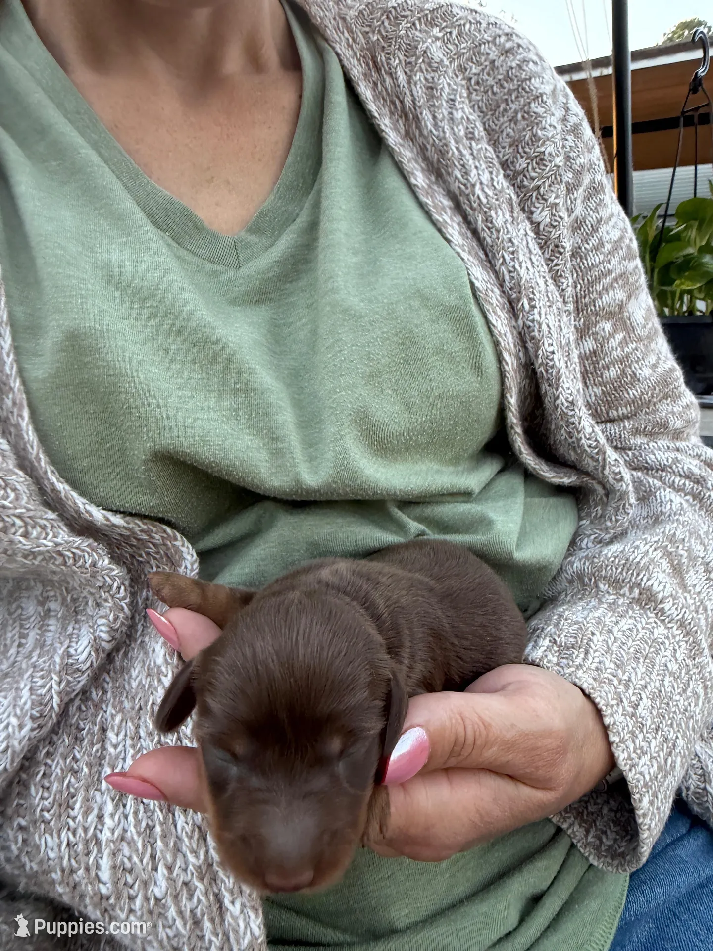 Gus, a male Miniature Dachshund for sale in Midville, GA – Photo 3 of 4