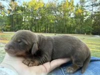 Gus, a male Miniature Dachshund for sale in Midville, GA – Photo 1 of 4