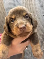 Gus, a male Miniature Dachshund for sale in Midville, GA – 1 of 7