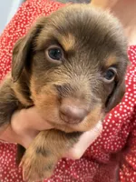Gus, a male Miniature Dachshund for sale in Midville, GA – 3 of 7