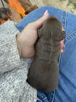 Gus, a male Miniature Dachshund for sale in Midville, GA – Photo 4 of 4