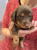 Gus, a male Miniature Dachshund for sale in Midville, GA – 2 of 7
