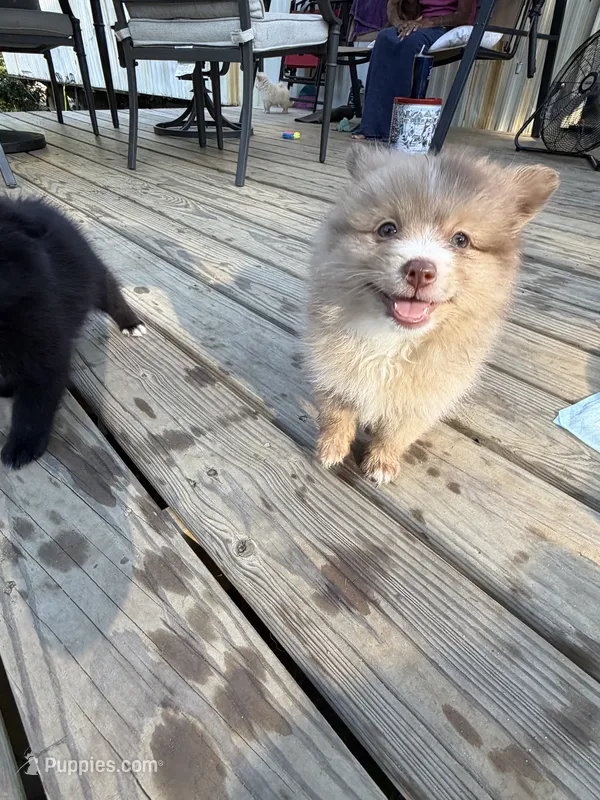 Shello – Pomeranian puppy for sale in Midville, GA