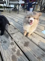 Shello, a female Pomeranian for sale in Midville, GA – 1 of 7