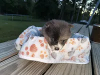 Jelly Bean, a female Pomeranian for sale in Midville, GA – 6 of 6