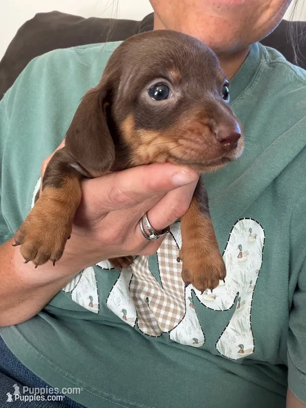 Turner – Miniature Dachshund puppy for sale in Midville, GA