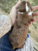 Bandit, a male Miniature Dachshund for sale in Midville, GA – Photo 2 of 4
