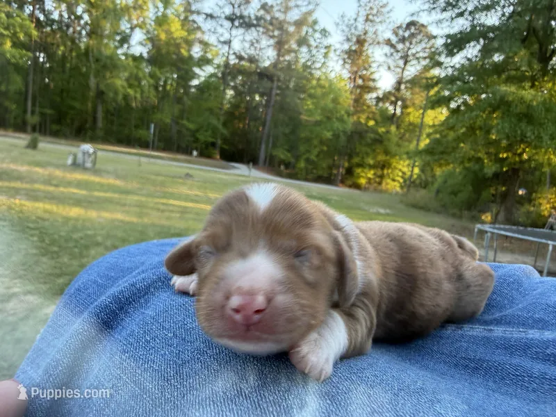 Bandit – Miniature Dachshund puppy for sale in Midville, GA