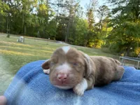 Bandit, a male Miniature Dachshund for sale in Midville, GA – Photo 1 of 4