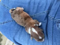 Bandit, a male Miniature Dachshund for sale in Midville, GA – Photo 4 of 4