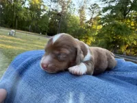 Bandit, a male Miniature Dachshund for sale in Midville, GA – Photo 3 of 4