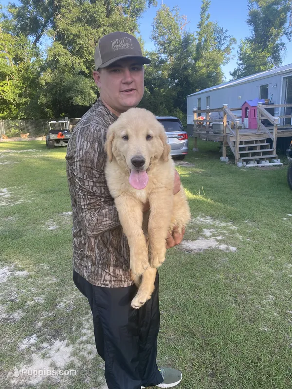 Puppy 2 – Golden Retriever puppy for sale in Midville, GA
