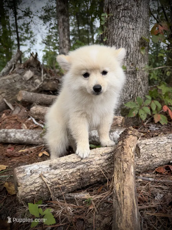 Cooper – Pomeranian puppy for sale in Midville, GA