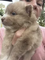 Butter Cup, a female Pomeranian for sale in Midville, GA – 3 of 5