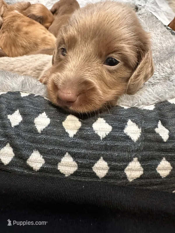 Dash, a male Miniature Dachshund for sale in Midville, GA – Photo 1 of 10