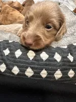 Dash, a male Miniature Dachshund for sale in Midville, GA – Photo 1 of 10