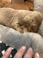 Dash, a male Miniature Dachshund for sale in Midville, GA – Photo 3 of 10