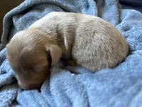 Dash, a male Miniature Dachshund for sale in Midville, GA – Photo 7 of 10