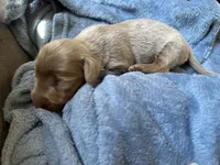 Dash, a male Miniature Dachshund for sale in Midville, GA – Photo 6 of 10