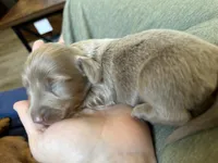 Dash, a male Miniature Dachshund for sale in Midville, GA – Photo 10 of 10