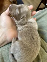 Dash, a male Miniature Dachshund for sale in Midville, GA – Photo 8 of 10