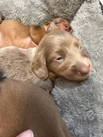 Dash, a male Miniature Dachshund for sale in Midville, GA – Photo 2 of 10