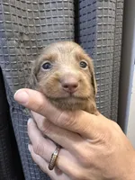 Dash, a male Miniature Dachshund for sale in Midville, GA – Photo 4 of 10