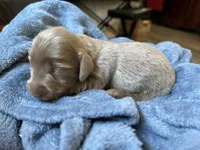 Dash, a male Miniature Dachshund for sale in Midville, GA – Photo 9 of 10