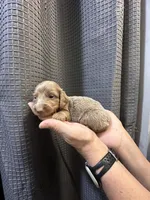 Dash, a male Miniature Dachshund for sale in Midville, GA – Photo 5 of 10