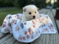 Cooper, a male Pomeranian for sale in Midville, GA – 2 of 3
