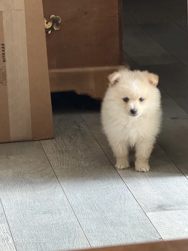 Cooper – Pomeranian puppy for sale in Midville, GA