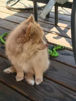 Cello, a female Pomeranian for sale in Midville, GA – 2 of 9