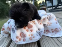 Socks, a female Pomeranian for sale in Midville, GA – 3 of 3