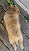 Cello, a female Pomeranian for sale in Midville, GA – 4 of 9