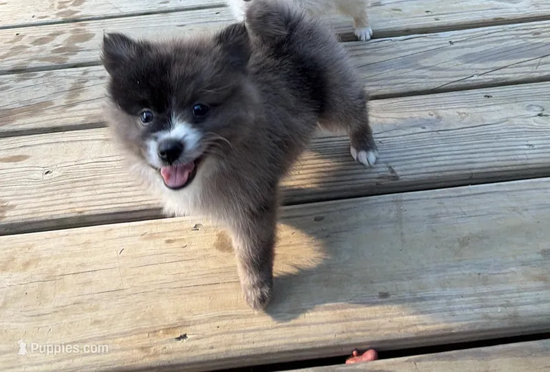 Jelly Bean – Pomeranian puppy for sale in Midville, GA