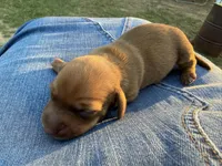 Copper, a male Miniature Dachshund for sale in Midville, GA – Photo 3 of 4