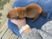 Copper, a male Miniature Dachshund for sale in Midville, GA – Photo 4 of 4
