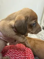 Copper, a male Miniature Dachshund for sale in Midville, GA – 4 of 8