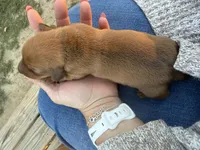 Copper, a male Miniature Dachshund for sale in Midville, GA – Photo 2 of 4