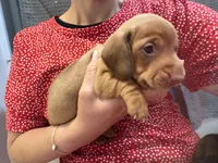 Copper, a male Miniature Dachshund for sale in Midville, GA – 3 of 8